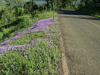 FLORES NA ESTRADA DE ENGENHO VELHO-FOTO:EVANDRINHO_FALABRETT  - ENGENHO VELHO - SC