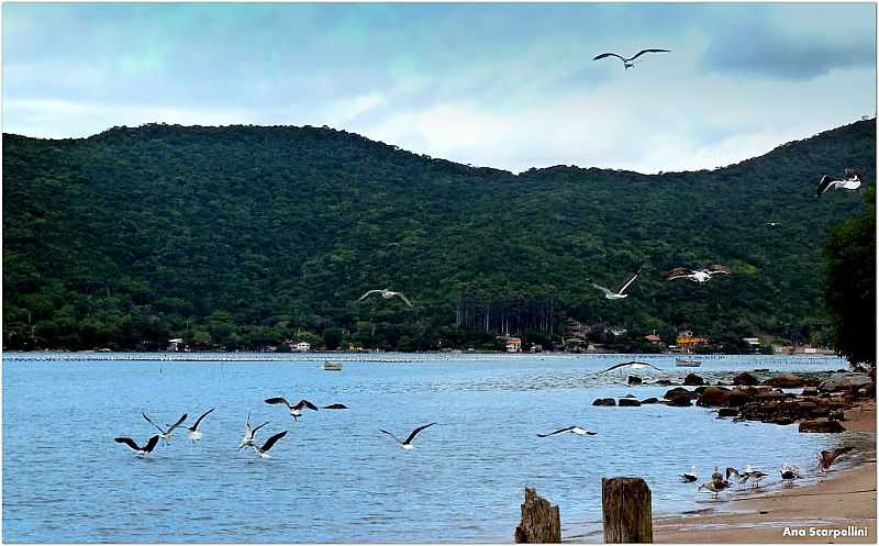 ENSEADA DE BRITO-SC-GAIVOTAS NA ORLA-FOTO:ANA MARIA WESTPHALEN SCARPELLINI - ENSEADA DE BRITO - SC