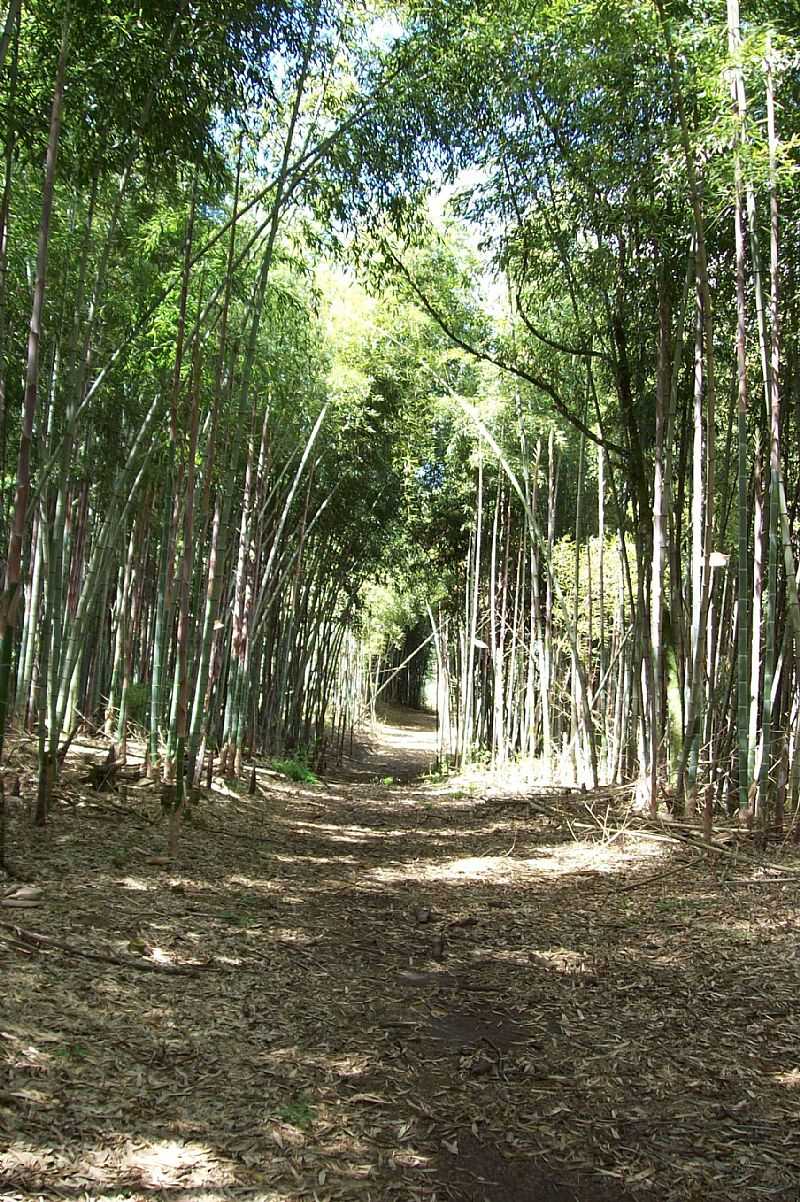 IMAGENS DA CIDADE DE FREI ROGRIO - SC - FREI ROGRIO - SC