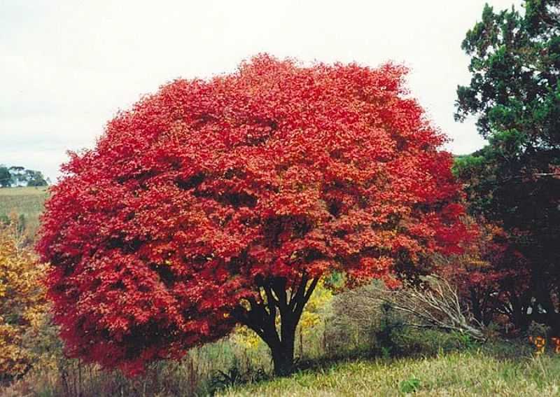 IMAGENS DA CIDADE DE FREI ROGRIO - SC - PARQUE SAKURA MATSURI  - FREI ROGRIO - SC