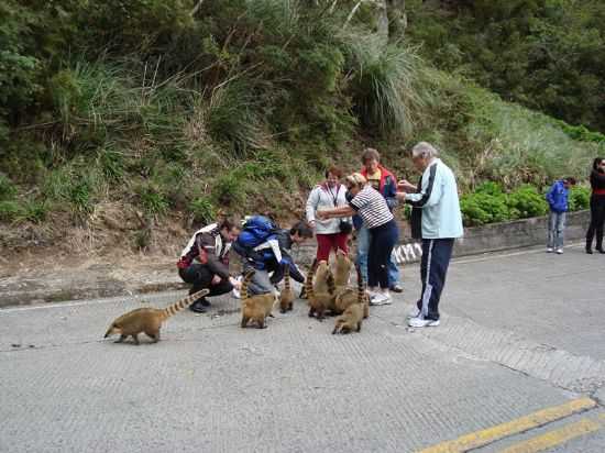 QUATIS NA SERRA DO RIO DO RASTRO, POR MATHEUS MIRANDA - GUAT - SC