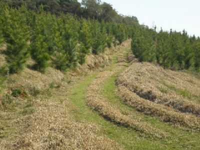 CAMINHOS NO VALE DA SERRA, POR CLAYTON MURILO CANTU - HERCILIPOLIS - SC