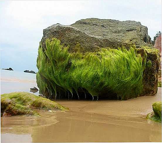 PLANTA E PEDRA EM MORRO DE SO PAULO-BA-FOTO:PAULA MARTINI - MORRO DE SO PAULO - BA