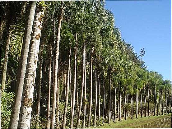 ORLA DO LAGO NO PARQUE MALWEE EM JARAGU DO SUL-SC-FOTO:ADRIANO BRAUN - JARAGU DO SUL - SC