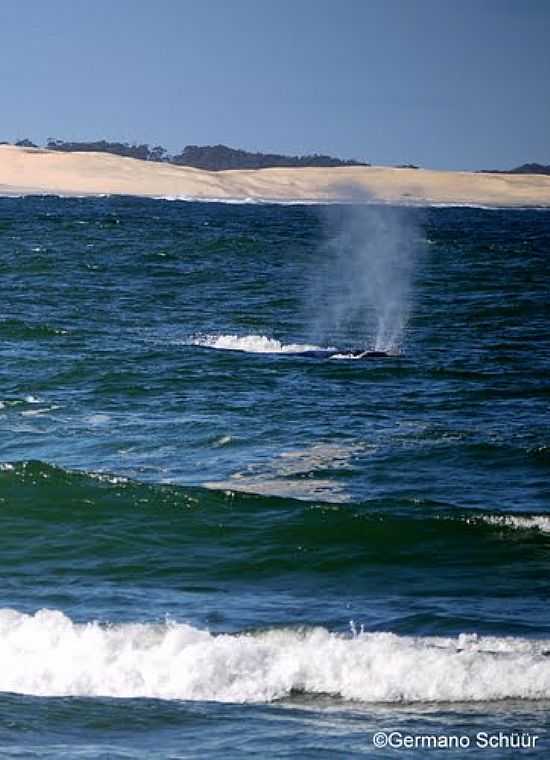 BALEIAS NA PRAIA DO FAROL DE SANTA MARTA EM LAGUNA-SC-FOTO:GERMANO SCHR - LAGUNA - SC