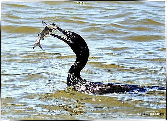 BIGU PESCANDO NA BARRA EM LAGUNA-SC-FOTO:GERMANO SCHR - LAGUNA - SC