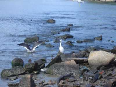 GARA E GAIVOTAS NOS MOLHES, POR JOS MACHADO LAURINDO - LAGUNA - SC