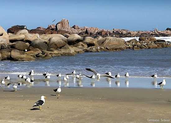 GAIVOTAS NA PRAIA DO FAROL DE SANTA MARTA EM LAGUNA-SC-FOTO:GERMANO SCHR - LAGUNA - SC