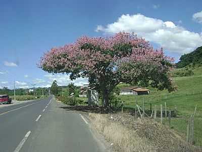 RODOVIA PRIMAVERA-FOTO:ANGELO RONCHI  - LAURENTINO - SC