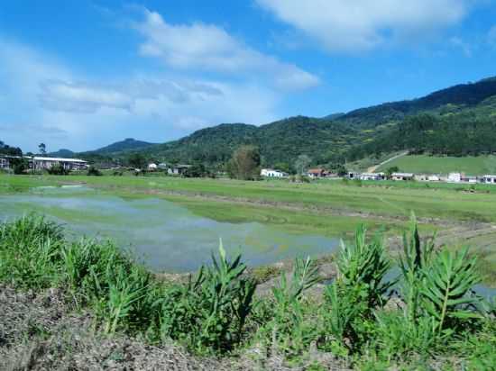 PLANTAO DE ARROZ., POR MARIA APARECIDA - LUIZ ALVES - SC