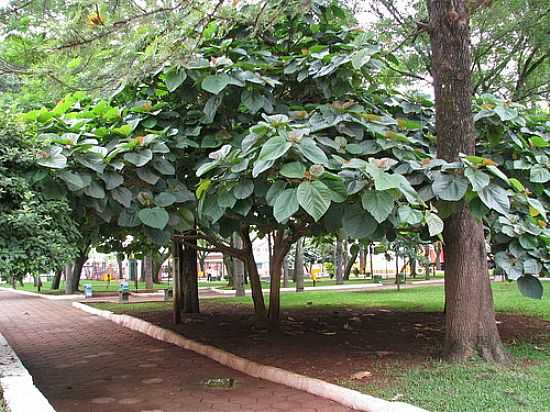 PRAA FOTO JORGEJ - MARAVILHA - SC