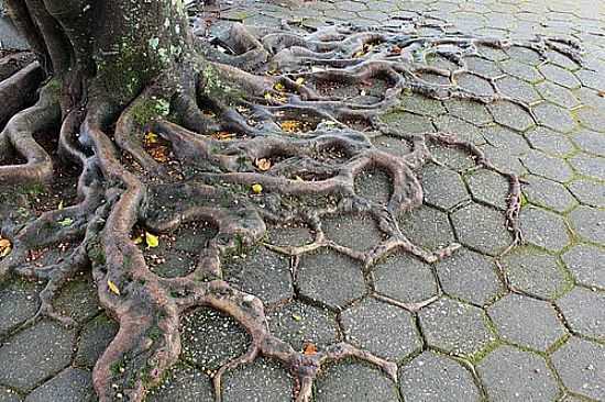 A NATUREZA SE IMPE EM NOVA TRENTO-SC-FOTO:SANDRO SALOMON - NOVA TRENTO - SC