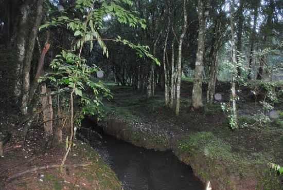 CRREGO EM MIO AO BOSQUE EM PASSOS MAIA-SC-FOTO:CLEVIS EVANGELISTA - PASSOS MAIA - SC