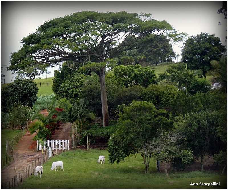 GUA VERDE-CE-REA RURAL NA RODOVIA BR-101-FOTO:ARAGO - PESCARIA BRAVA - SC