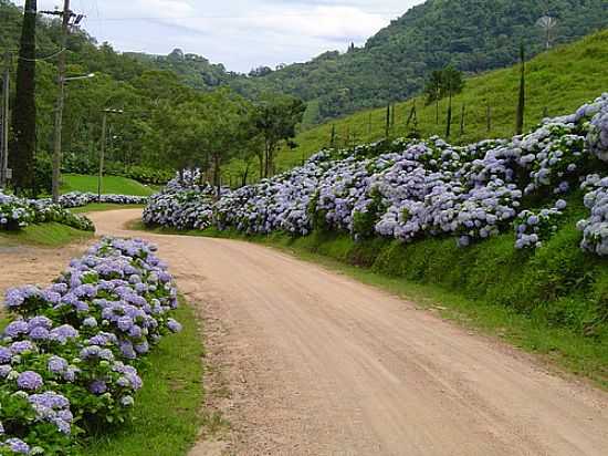 CAMINHO DAS HORTNCIAS NO BAIRRO IPIRANGA EM RODEIO-FOTO:PINTARELLI - RODEIO - SC