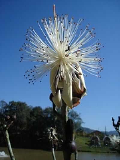 FLOR DESCONHECIDA NO ZOOLGICO-FOTO:J. CARLOS DE CARVALH - SALETE - SC