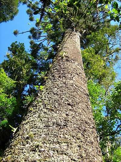 ARAUCRIA GIGANTE 7M DE CIRCUNFERNCIA E 30M DE ALTURA-FOTO:IVO KINDEL  - SANTA TEREZINHA - SC