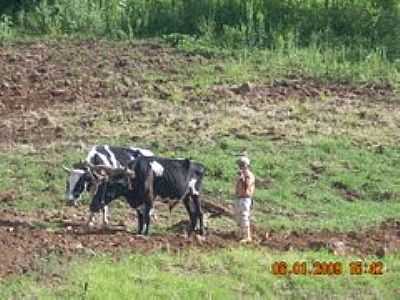 LAVOURA-FOTO:JORGE ROBERTO FREITA  - SANTA TEREZINHA DO PROGRESSO - SC