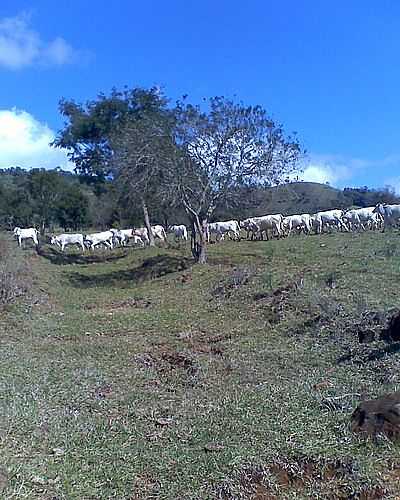 BOIADA-FOTO:MARCELOZANCA  - SO BERNARDINO - SC