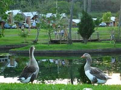 GANSOS NO LAGO-FOTO:LOIVINHO A.M.FRANA  - SO JOO DO OESTE - SC