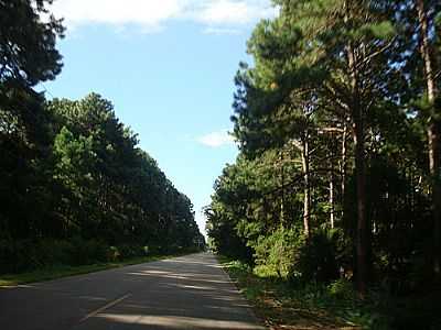 ESTRADA ARBORIZADA-FOTO:ROSANESA  - SO JOO DO RIO VERMELHO - SC