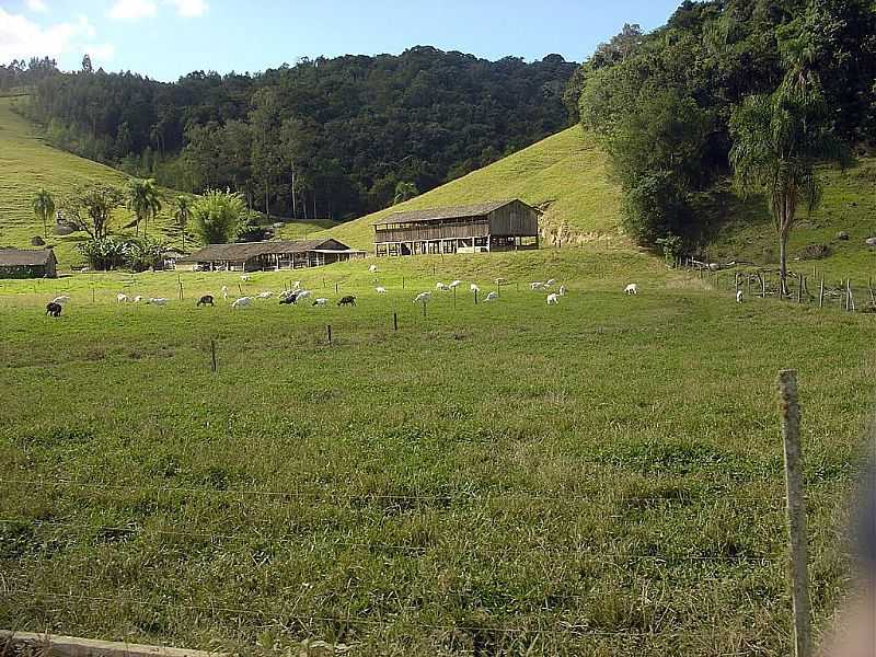 SO MARTINHO-SC-REA RURAL-FOTO:ELISEO C. MARTNEZ - SO MARTINHO - SC