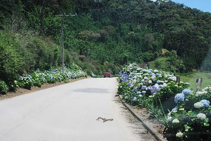 TAQUARAS-SC-ESTRADA DA CIDADE-FOTO:EBER BECK - TAQUARAS - SC