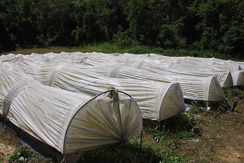 TAQUARAS-SC-ESTUFAS PARA CULTIVO DE MORANGO-FOTO:EBER BECK - TAQUARAS - SC