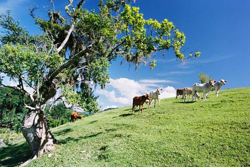 IMAGENS DA CIDADE DE TIMB - SC FOTO PREFEITURA MUNICIPAL - TIMB - SC