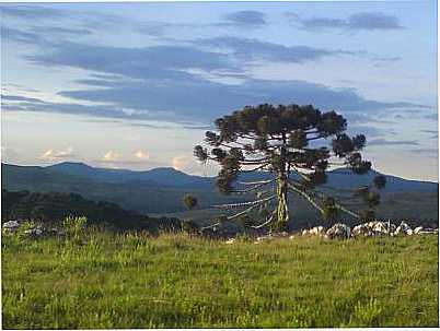 ARAUCRIAS, POR MAURICIO DARLAN BIZ - URUBICI - SC