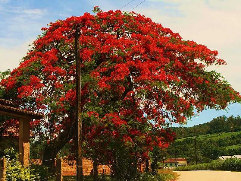 URUSSANGA-SC-LINDO FLAMBOYANT NA ENTRADA DA CIDADE-FOTO:CARLOS MELLER - URUSSANGA - SC