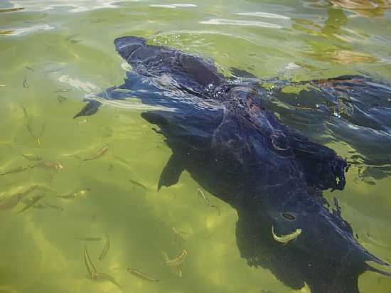 ESTNCIA-SE-PEIXE TAMBAQU NA LAGOA DOS PEIXES-FOTO:ITALO CARDOSO SILVA - ESTNCIA - SE