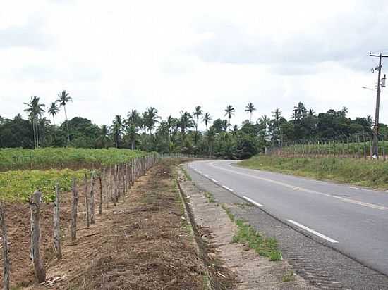 RODOVIA SE-245 EM MALHADOR-SE-FOTO:MARCIO_ANDREI - MALHADOR - SE