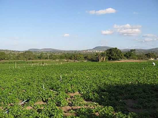 VISTA DA REGIO DE MOITA BONITA-SE-FOTO:ALMEIDA BISPO - MOITA BONITA - SE