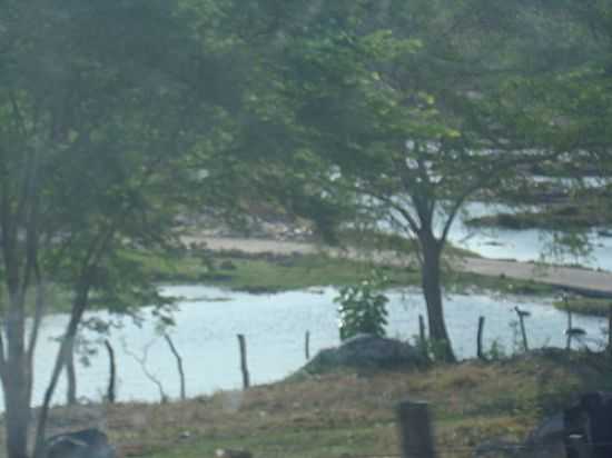 OSIS NO MEIO DA CAATINGA-FOTO:PAULO NORONHA - MONTE ALEGRE DE SERGIPE - SE