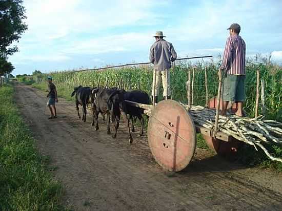 CARRO DE BOI EM REA RURAL DE NOSSA SENHORA APARECIDA-SE-FOTO:JANISSON SILVA - NOSSA SENHORA APARECIDA - SE