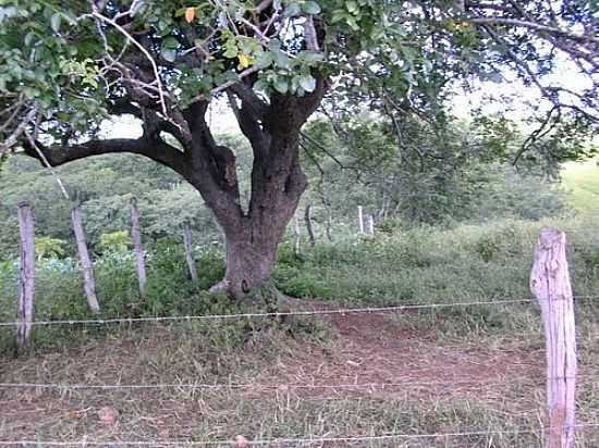 UMBUZEIRO-FOTO:OLIVEICE - NOSSA SENHORA DA GLRIA - SE