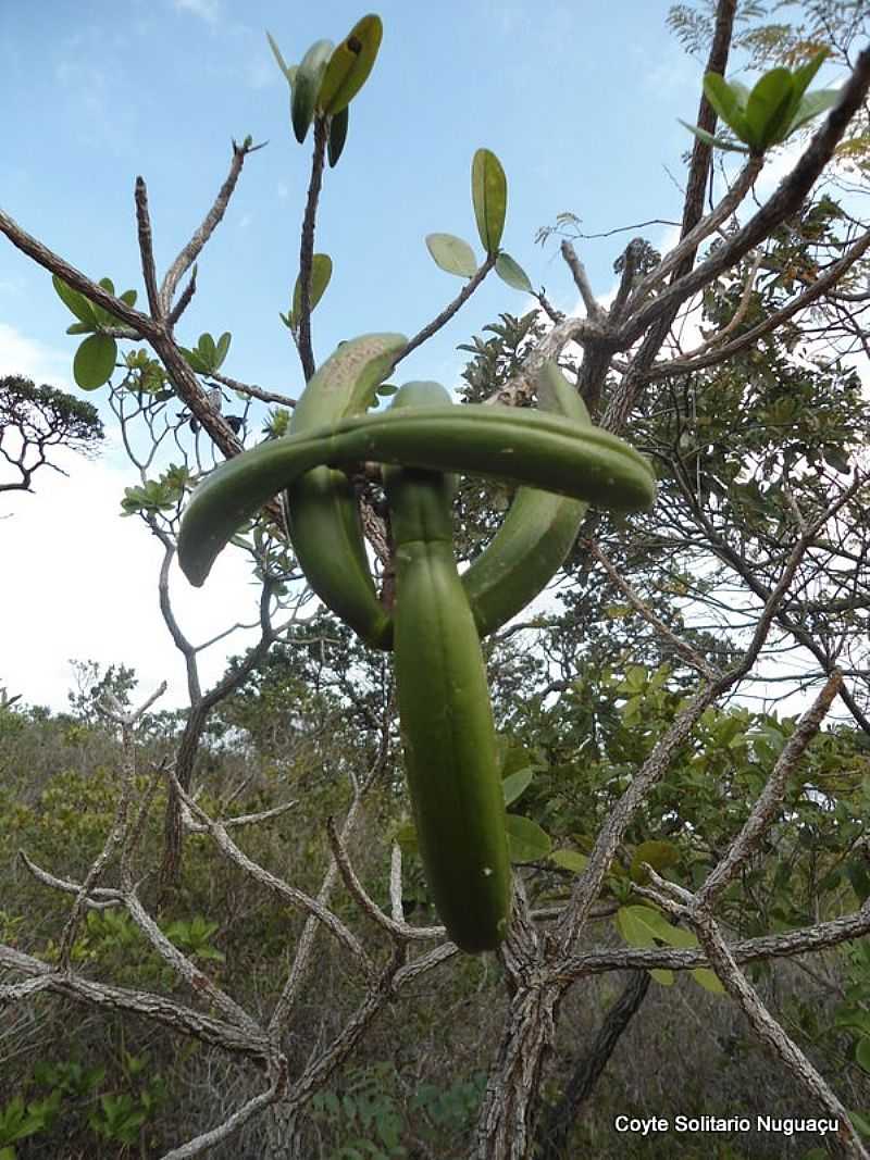 IMAGEM DA CIDADE DE NUGUAU - BA - NUGUAU - BA