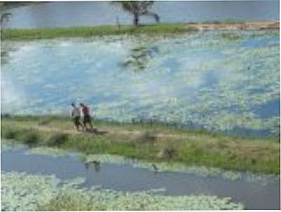 PANTANAL DE PACATUBA-SE, POR BRUNO FRANA - PACATUBA - SE