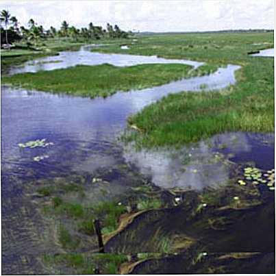 PANTANAL DE PACATUBA-SE, POR BRUNO FRANA - PACATUBA - SE