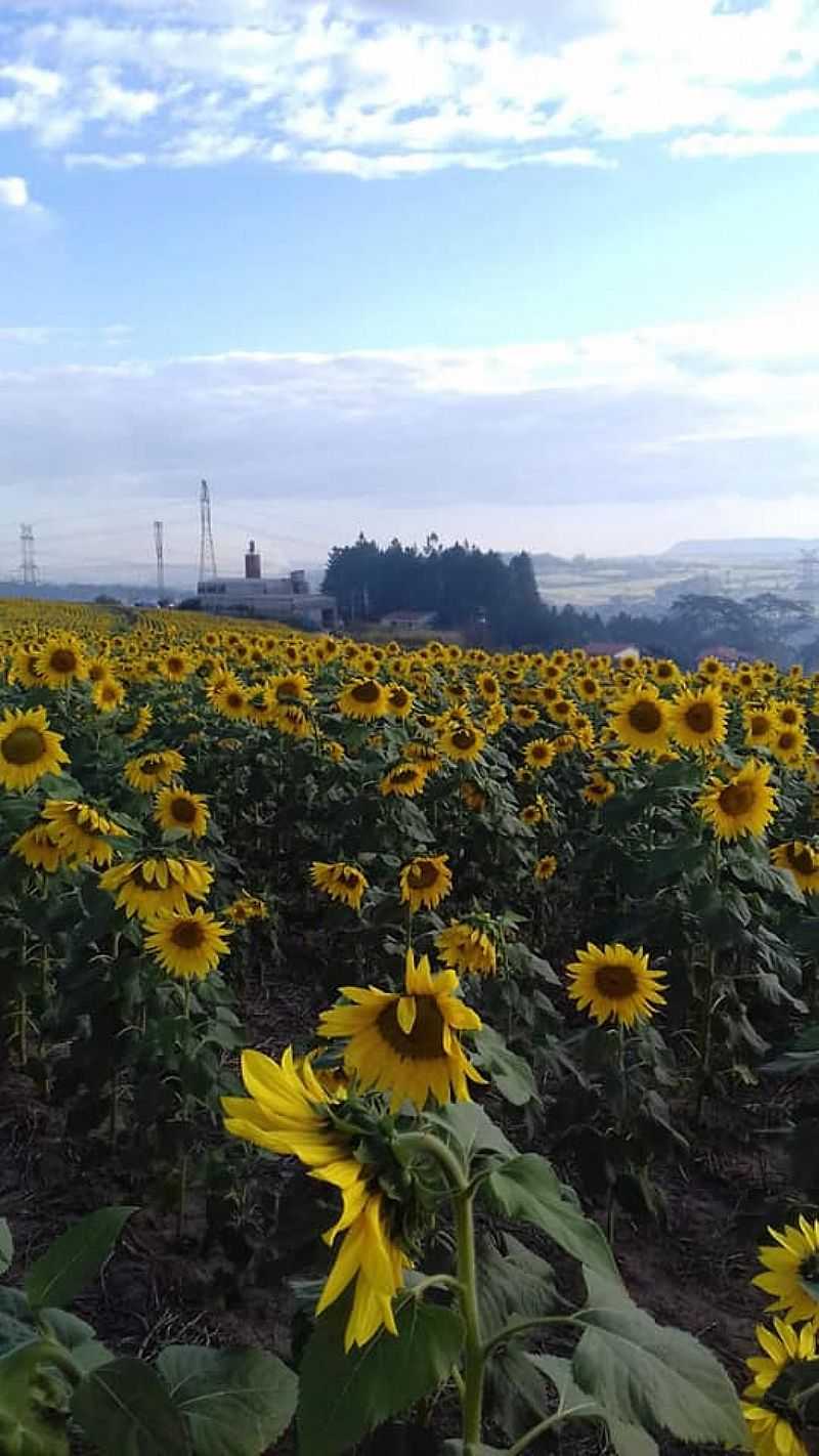 IMAGENS DA LOCALIDADE DE AJAPI DISTRITO DE RIO CLARO - SP - AJAPI - SP