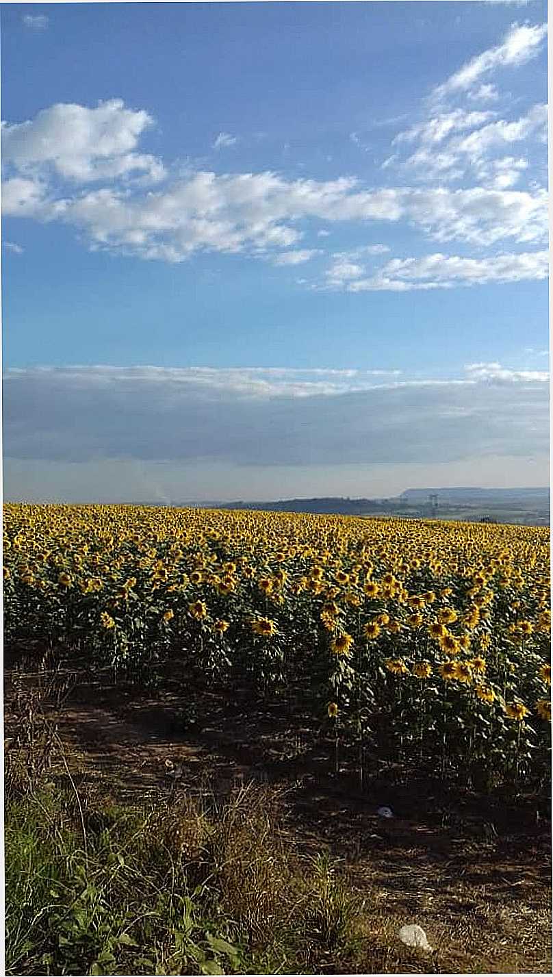 IMAGENS DA LOCALIDADE DE AJAPI DISTRITO DE RIO CLARO - SP - AJAPI - SP