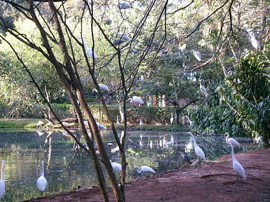 AMERICANA-SP-AVES NO PARQUE ECOLGICO ZOO-FOTO:ALEXANDRE CHIEUS - AMERICANA - SP