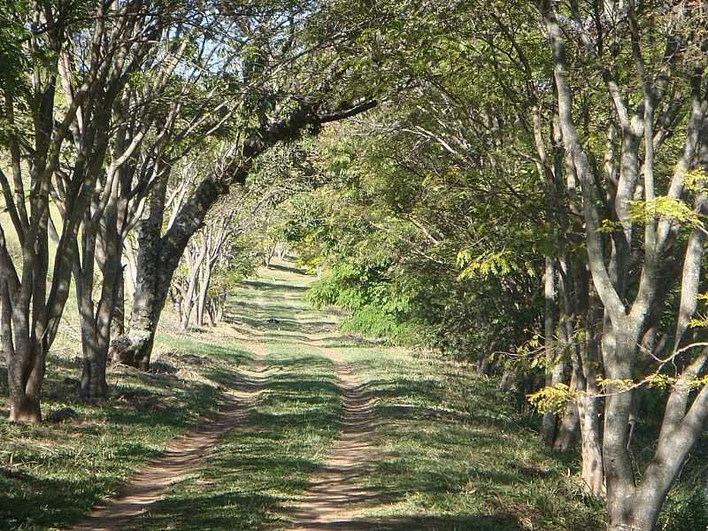 AMPARO-SP-TNEL VERDE-FOTO:DOS ANJOS - AMPARO - SP