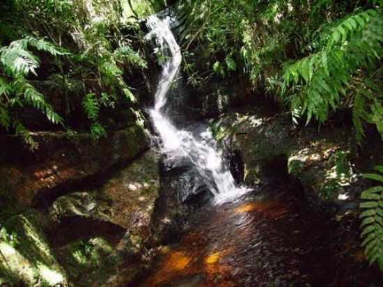 POO DAS ANTAS (FLORESTAL), POR BRUNO APUS CEPHEUS CAMARGO - ANGATUBA - SP