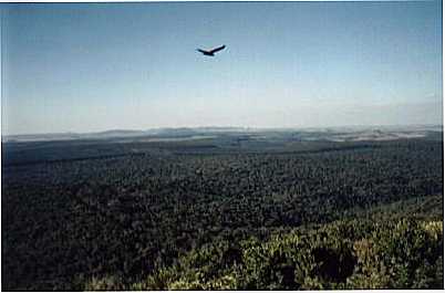 VISTO DE CIMA DO MIRANTE DE ANGATUBA ...FLORESTAL, POR BRUNO APUS CEPHEUS CAMARGO - ANGATUBA - SP