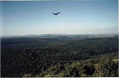 VISTO DE CIMA DO MIRANTE DE ANGATUBA ...FLORESTAL, POR BRUNO APUS CEPHEUS CAMARGO - ANGATUBA - SP