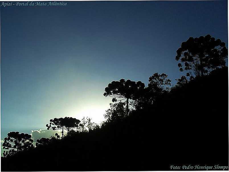 APIA-SP-PR DO SOL NAS ARAUCRIAS-FOTO:PEDRO HENRIQUE SLOMPO - APIA - SP