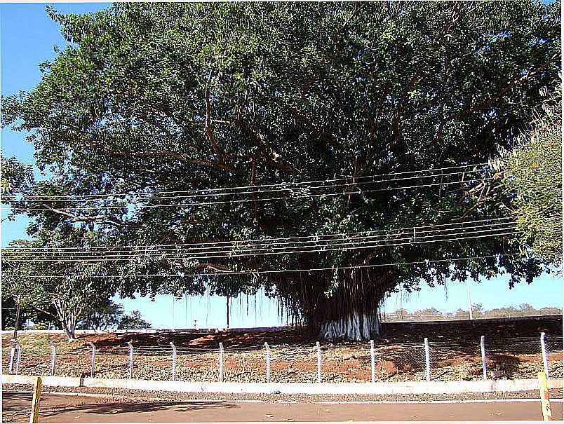 ARAMINA-SP-SERINGUEIRA GIGANTE-FOTO:ALEXANDRE BONACINI - ARAMINA - SP