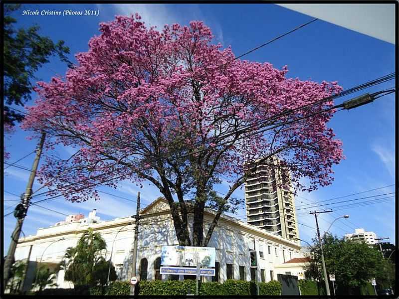 AVENIDA DUQUE DE CAXIAS COM RUA PADRE DUARTE - CENTRO
FOTO DE NICOLE CRISTINE  - ARARAQUARA - SP